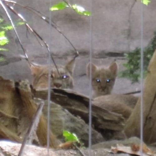 What to do in Montreal with Kids - visit the Mama and baby lynx at Biodome Montreal 