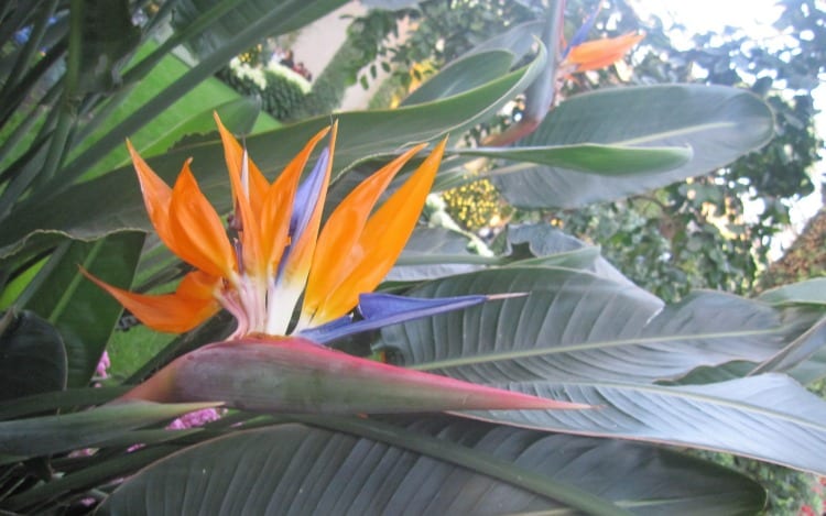 Bird of Paradise at Longwood Gardens