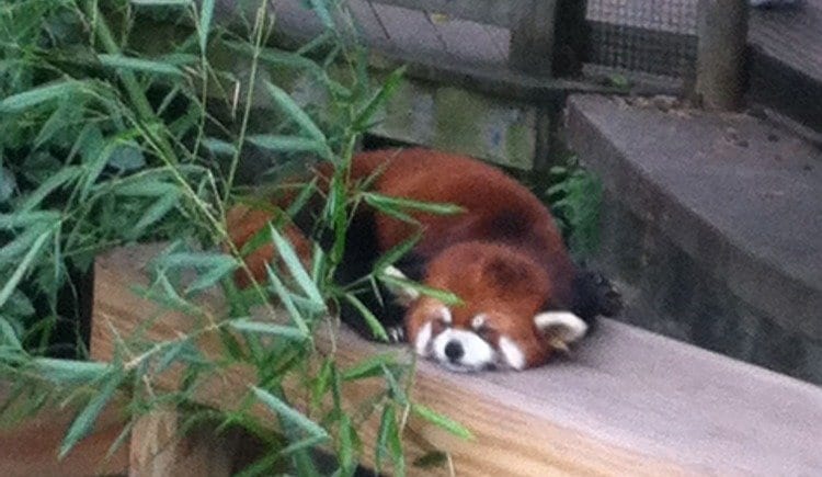 Red Panda at the Roger Williams Zoo in Providence, RI