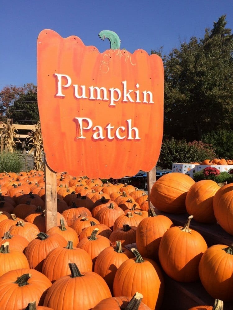 Pumpkin Patch at Phantom Farms in Cumberland, Rhode Island