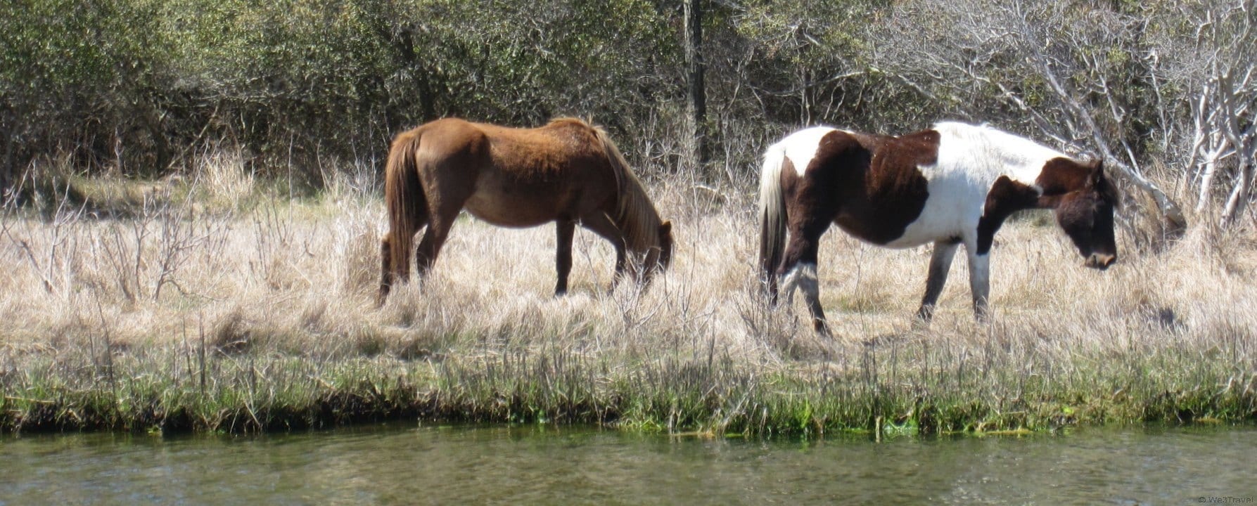 What to do in Chincoteague VA -- searching for ponies