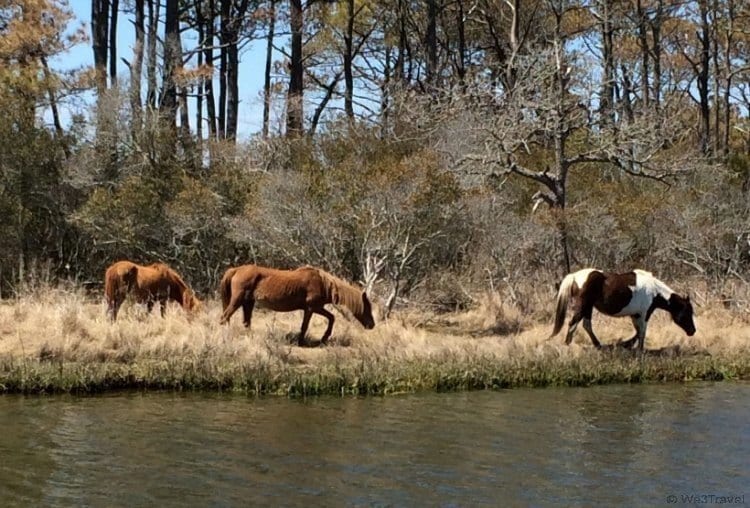 What to do in Chincoteague -- pony watching with Captain Dan's Around the Island Tours