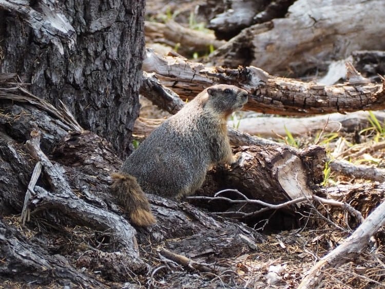 Ground hog at Crater Lake Oregon