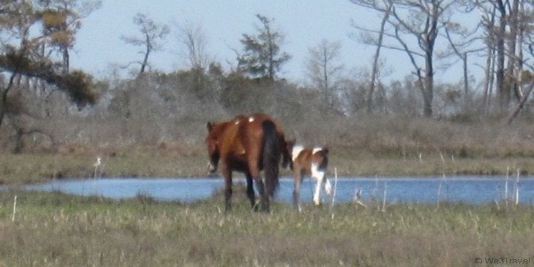 What to do in Chincoteague, VA -- see the ponies with Captain Dan's Around the Island tours