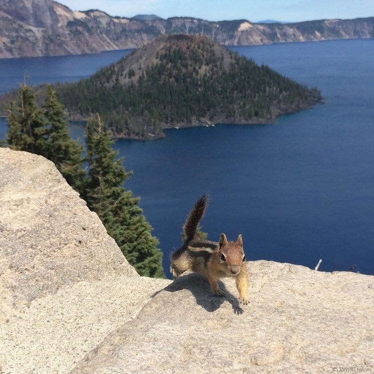 Ground Squirrel at Crater Lake