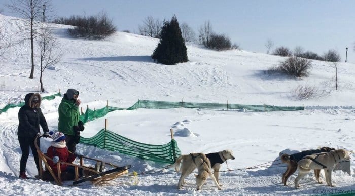 10 Reasons to visit the Quebec Winter Carnival --#5 Dog sledding!