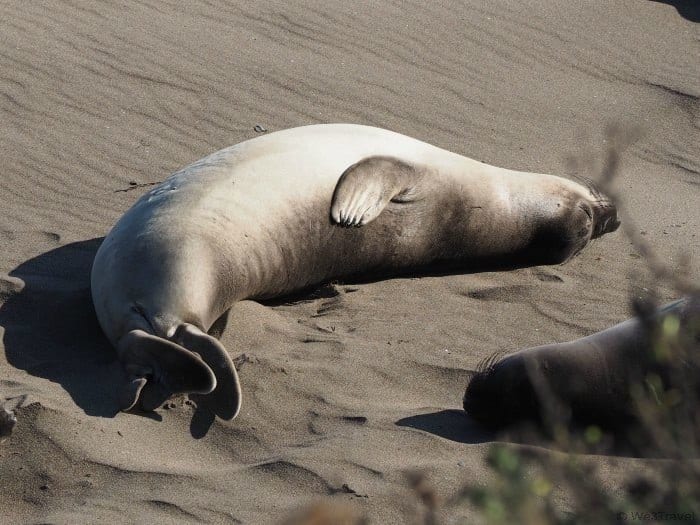 Tips for driving the CA coast: Piedras Blancas Elephant Seal Rookery