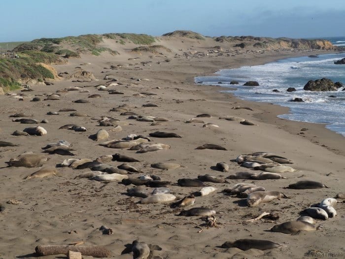 Tips for driving the CA coast: Piedras Blancas Elephant Seal Rookery