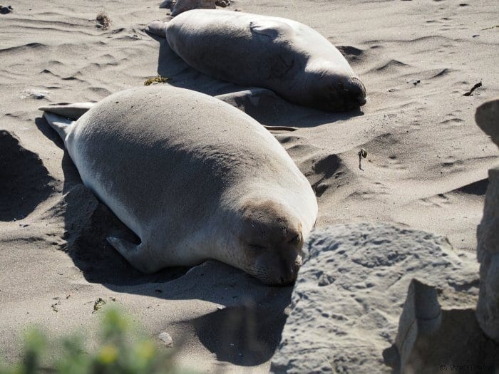 Tips for driving the CA coast: Piedras Blancas Elephant Seal Rookery