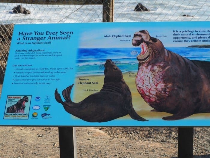 Tips for driving the CA coast: Piedras Blancas Elephant Seal Rookery