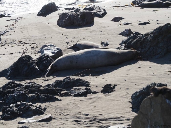 Tips for driving the CA coast: Piedras Blancas Elephant Seal Rookery