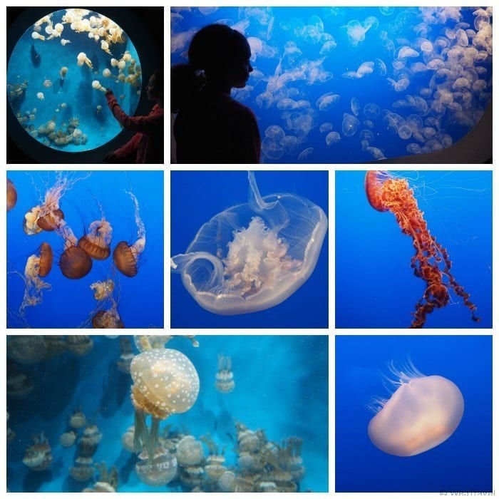 A day in Monterey, CA with kids is not complete without a stop at the amazing Monterey Bay Aquarium for a look at all the fascinating jellyfish.