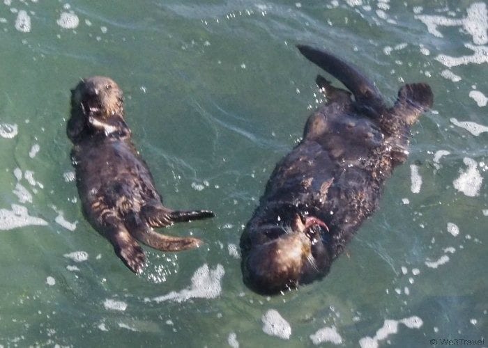 Monterey Otters