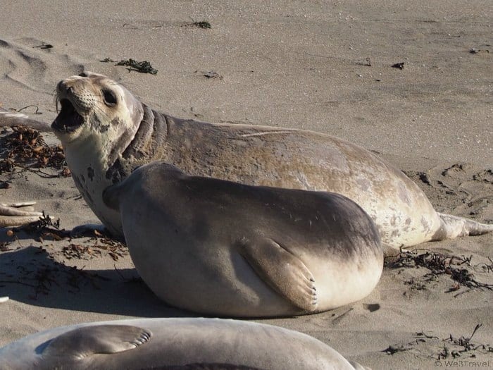 Tips for driving the CA coast: Piedras Blancas Elephant Seal Rookery