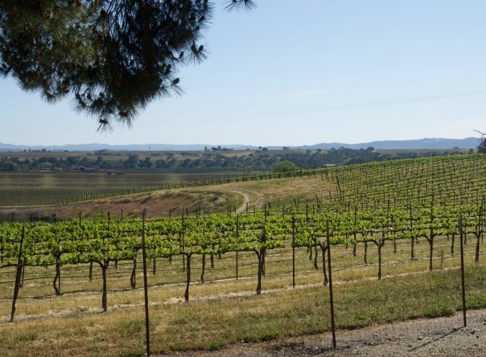 Family friendly wineries in Paso Robles, CA -- Graveyard Vineyards is much nicer than its name implies.