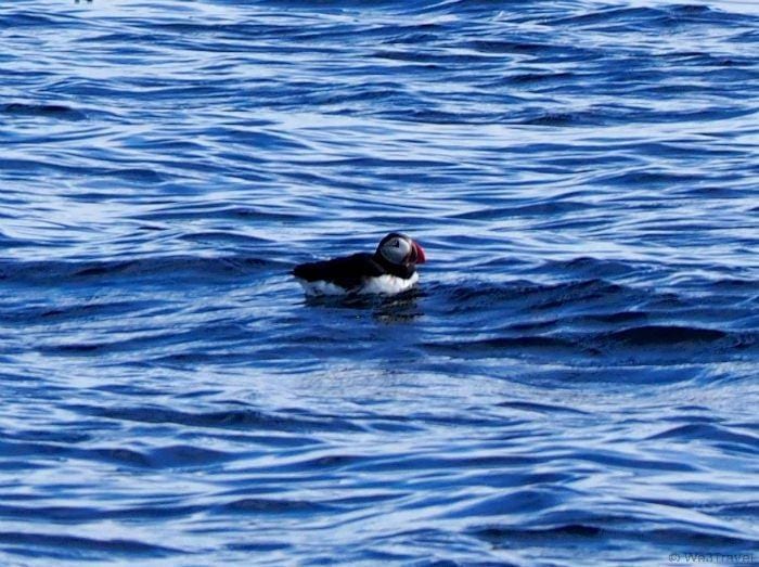 Searching for puffins in Iceland