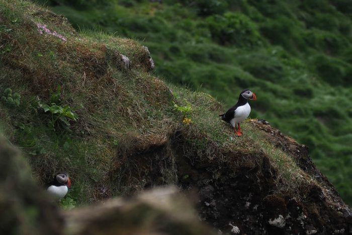 Dyrhaloey arch -- where to find puffins in Iceland