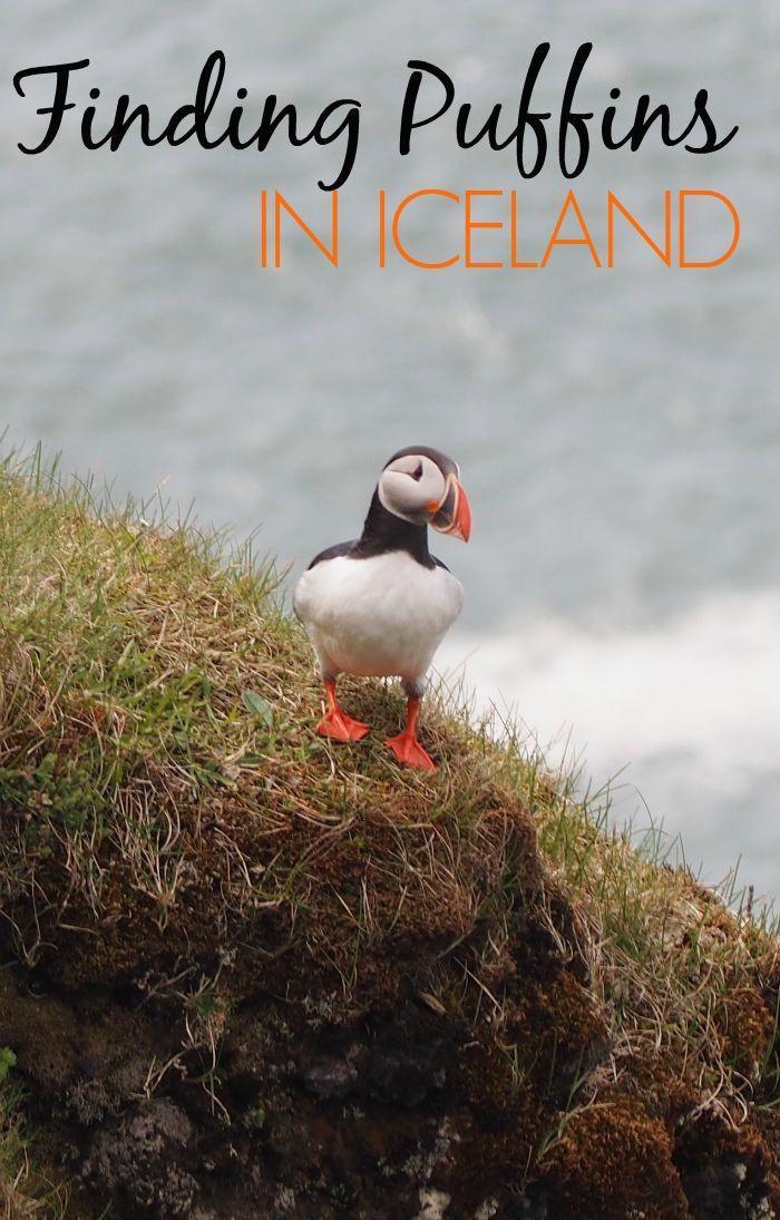 Finding puffins in Iceland -- see thousands of puffins with a puffin boat tour and get up close at the Dyrhaloey arch in South Iceland.