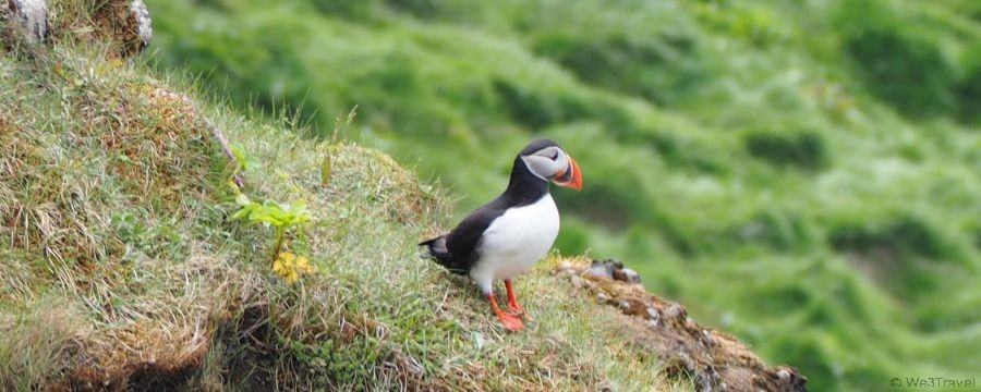 Where to find puffins in Iceland