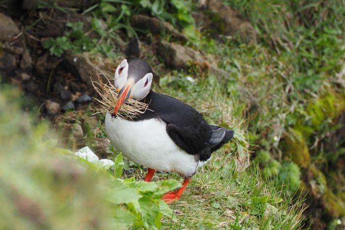 Dyrhaloey arch -- where to find puffins in Iceland