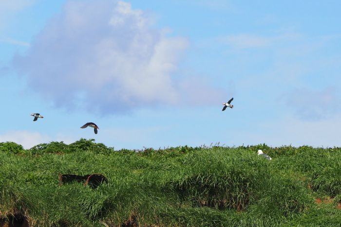 Searching for puffins in Iceland