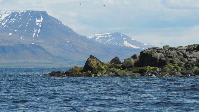 Searching for puffins in Iceland