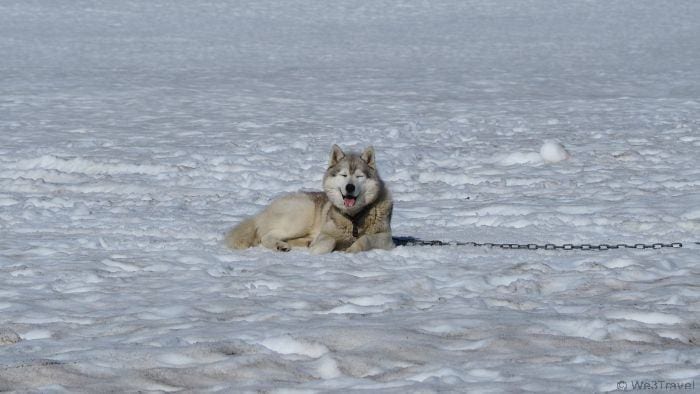 Dog sledding in Iceland -- the most amazing day!