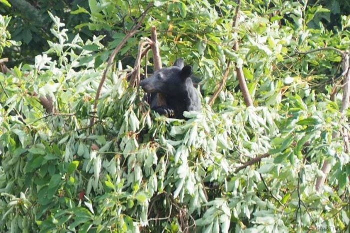 Bear in Shenandoah National Park