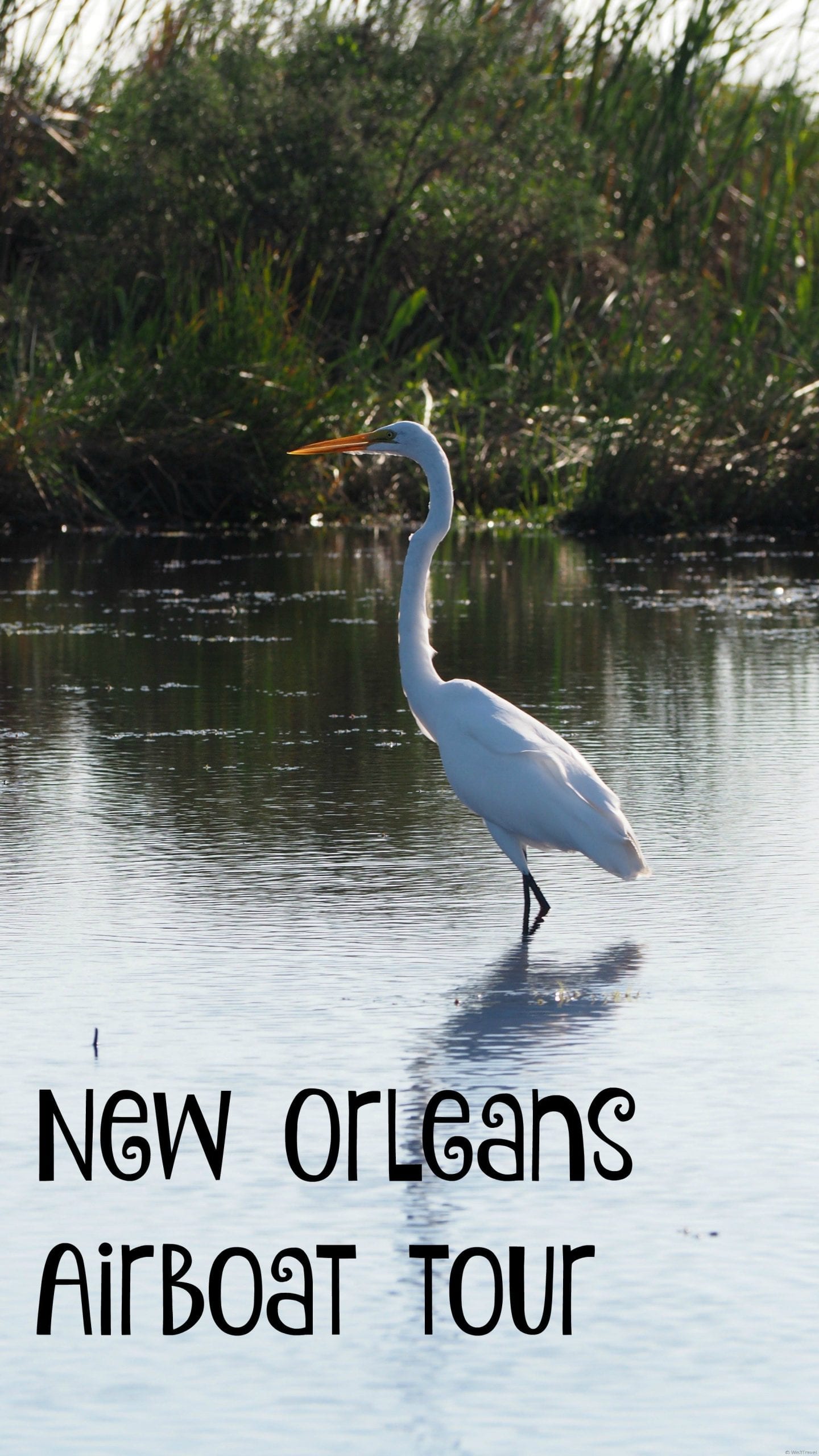 Airboat tours New Orleans style through the Louisiana swamp to see alligators, egrets, heron and more! 