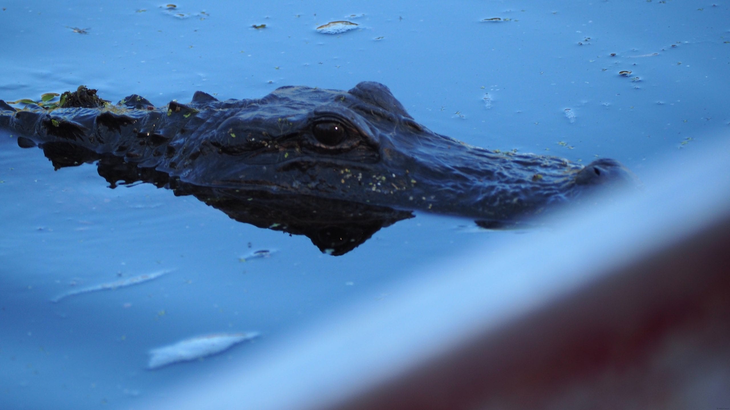 Alligator on the swamp tour in Louisiana