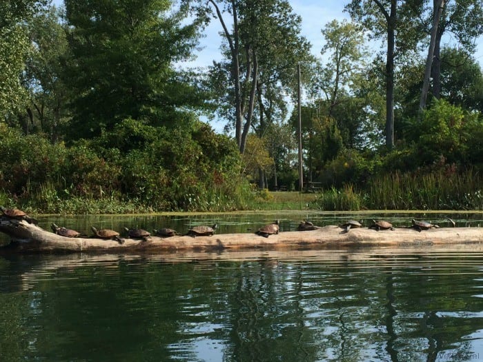 Turtles on a log in Presque Isle State Park in PA