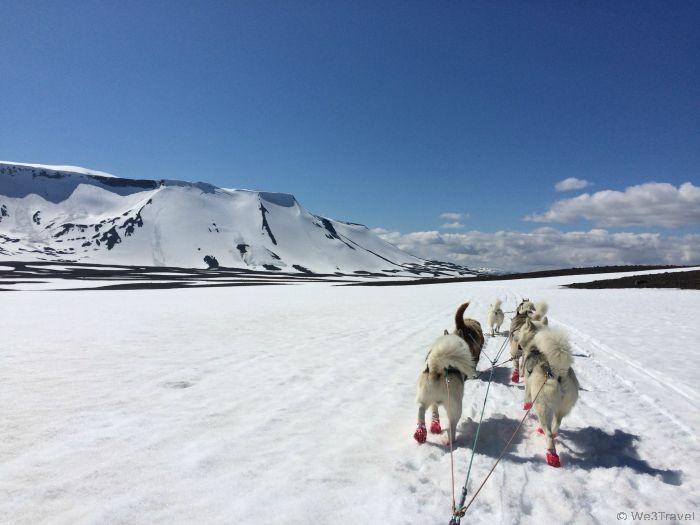 Dog sledding on a glacier