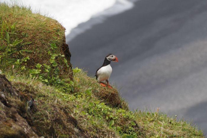 Standing on the sea arch at Watching puffins at Dyrhólaey and seeing the contrast of the green grass with the black sand below