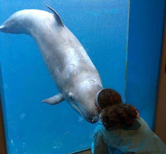 Chester the False Killer Whale at the Vancouver Aquarium