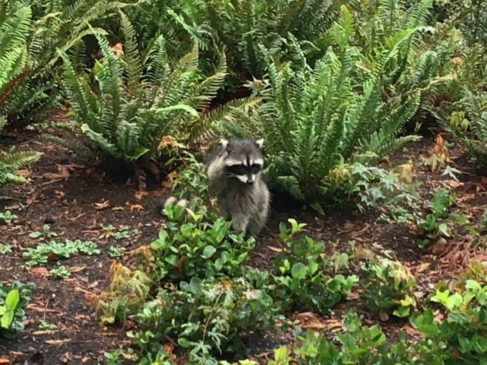 Raccoons outside of the Vancouver Aquarium
