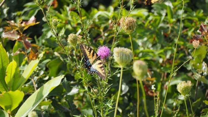 Butterflies in Shenandoah National Park