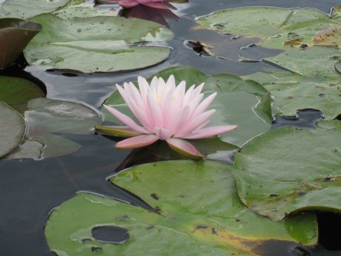 Visiting the Botanical Gardens in Montreal