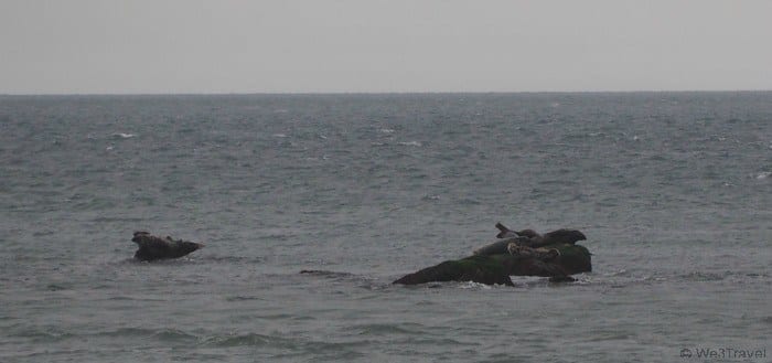 Seals on rocks 