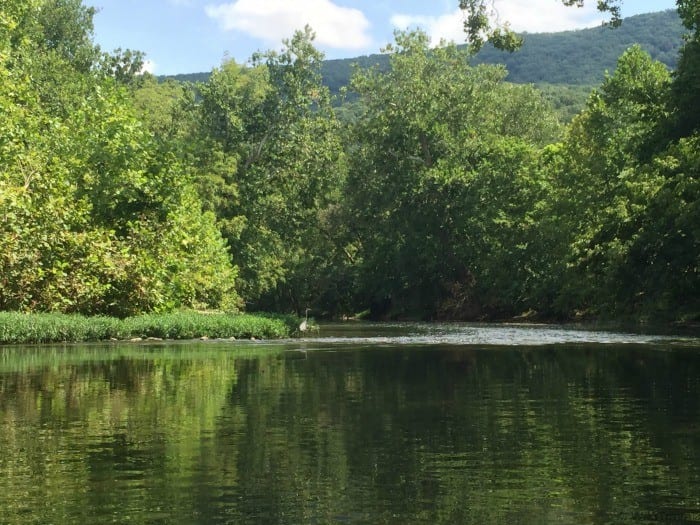 Heron on the Shenandoah River