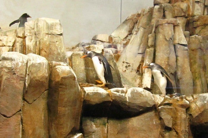 Watching the penguins at the Biodome in Montreal