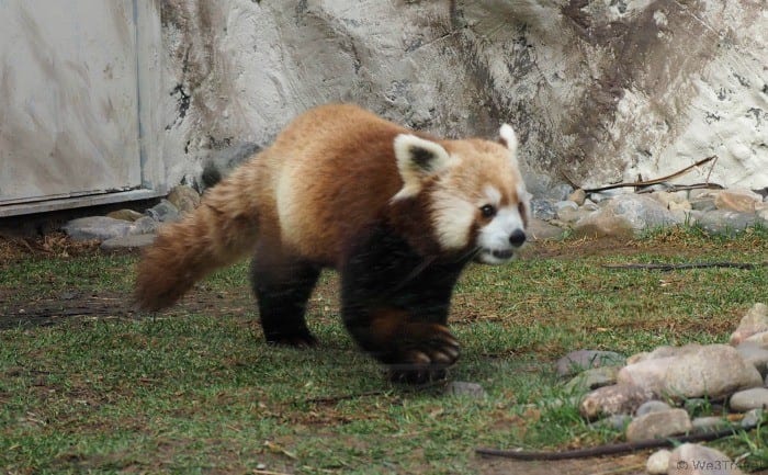 Elmwood Park Zoo red panda
