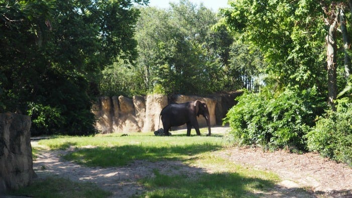 Elephants at Animal Kingdom