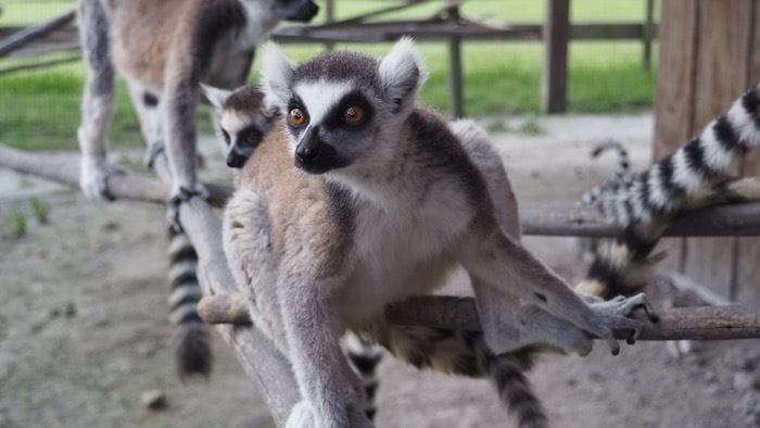 Safari wilderness ranch lemur