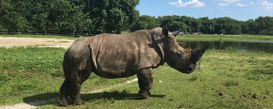 Unique animal encounters in Florida