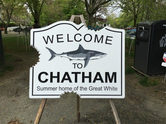 Chatham home to the Great White