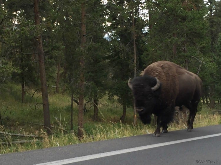 Yellowstone National Park bison