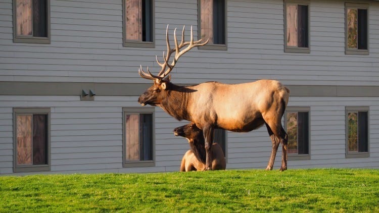 Tips for planning a trip to Yellowstone - Mammoth Springs