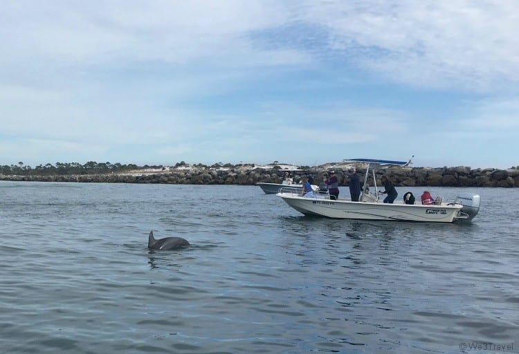 Dolphin tour Panama City Florida