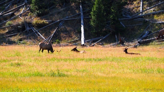 Elk in Yellowstone