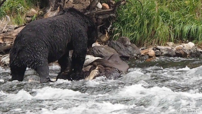 Grizzly bear in Yellowstone